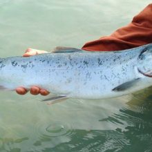salmon fishing tips