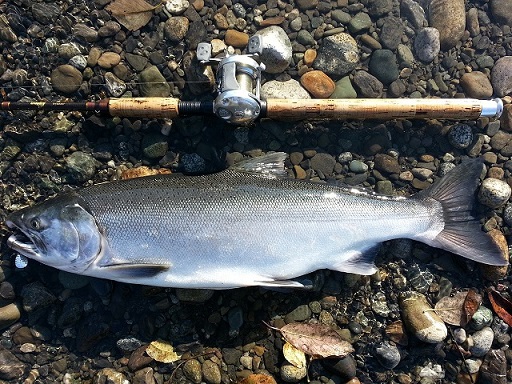 salmon fishing tips, salmon fish