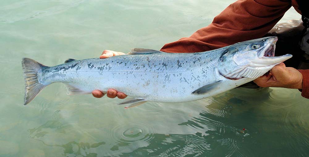 Salmon Fishing Tips