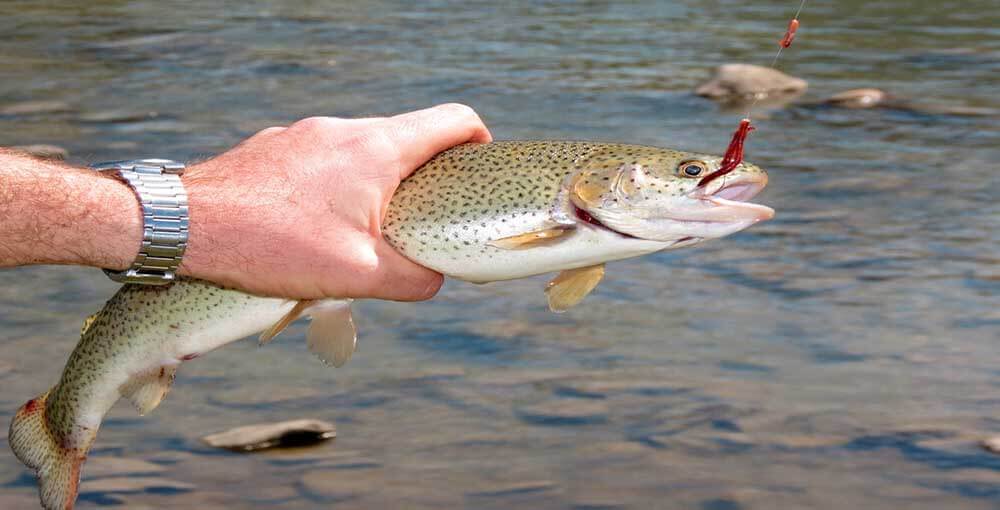 trout fishing tips