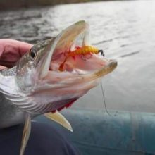 Northern Pike Fishing Tips