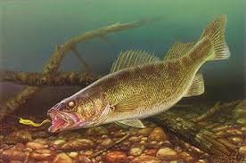 Walleye Fish