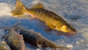 Walleye Fishing Tips