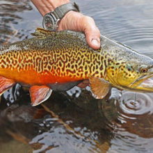 Tiger Trout