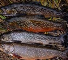 splake trout