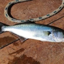Bluefish Fishing Tips