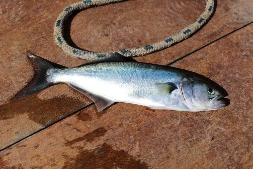 Bluefish