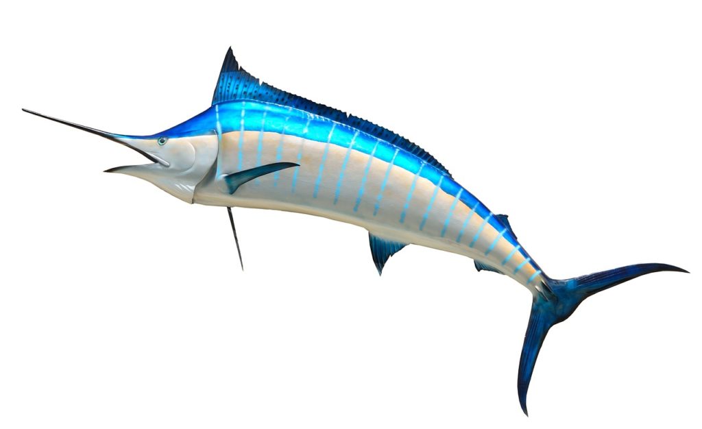 Spearfish Fishing Tips - blue marlin