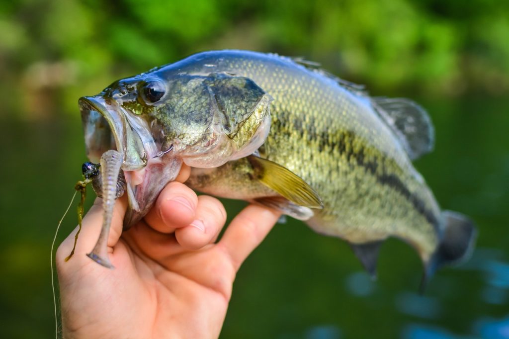 Big Bass Season Has Arrived